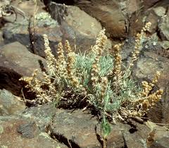 Attēlu rezultāti vaicājumam “Artemisia campestris”