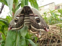 Attēlu rezultāti vaicājumam “Saturnia pavonia eggs”