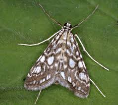 Attēlu rezultāti vaicājumam “Elophila nymphaeata”