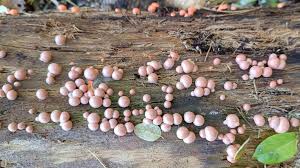 Attēlu rezultāti vaicājumam “Lycogala exiguum aggr. young”