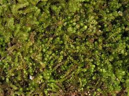 Attēlu rezultāti vaicājumam “Anastrophyllum minutum”