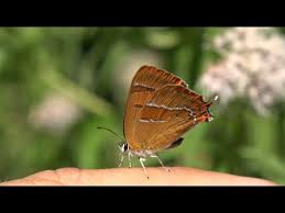 Attēlu rezultāti vaicājumam “Thecla betulae female”