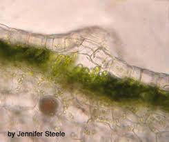 Attēlu rezultāti vaicājumam “Marchantiopsida”
