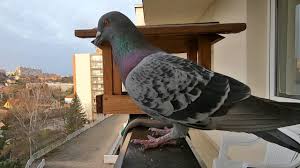 Attēlu rezultāti vaicājumam “Columba livia f. domestica adult”