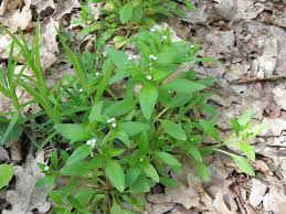 Attēlu rezultāti vaicājumam “Myosotis sparsiflora flower”