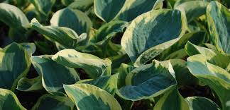 Attēlu rezultāti vaicājumam “Hosta sp. leaf”