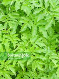 Attēlu rezultāti vaicājumam “Angelica archangelica leaf”