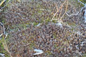 Attēlu rezultāti vaicājumam “Heterotrichia oerstedii (syn. Arcyria oerstedii) sessile”