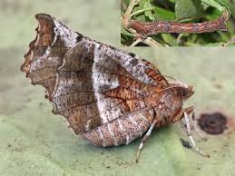 Attēlu rezultāti vaicājumam “Selenia dentaria imago”