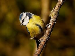 Image result for Cyanistes caeruleus