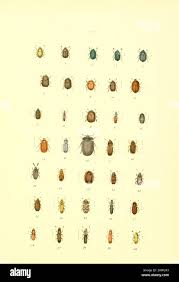 Attēlu rezultāti vaicājumam “Cychramus variegatus”