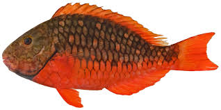 Image result for Sparisoma amplum