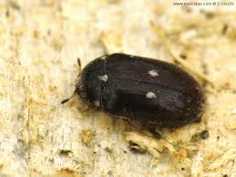 Attēlu rezultāti vaicājumam “Attagenus pellio”