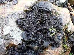 Attēlu rezultāti vaicājumam “Collema flaccidum”