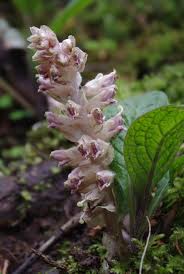 Attēlu rezultāti vaicājumam “Lathraea squamaria flower”