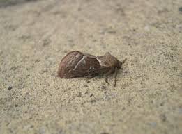 Attēlu rezultāti vaicājumam “Hepialus sylvina female”