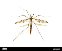 Attēlu rezultāti vaicājumam “Epiphragma ocellare”