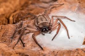 Attēlu rezultāti vaicājumam “Gnaphosidae”