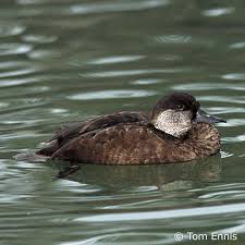 Attēlu rezultāti vaicājumam “Melanitta nigra male”