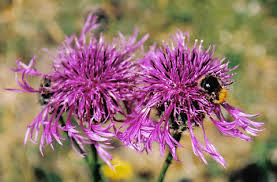 Attēlu rezultāti vaicājumam “Centaurea scabiosa flower”