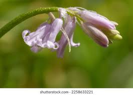 Attēlu rezultāti vaicājumam “Astragalus arenarius flower”