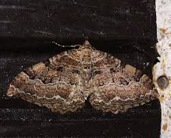 Attēlu rezultāti vaicājumam “Hydria cervinalis”