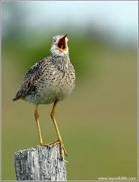 Image result for Bartramia longicauda