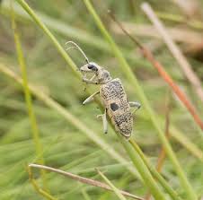 Attēlu rezultāti vaicājumam “Rhagium mordax”