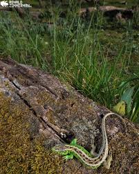 Attēlu rezultāti vaicājumam “Lacerta agilis male”