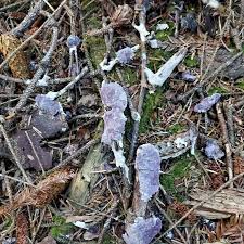 Attēlu rezultāti vaicājumam “Nectriopsis violacea”