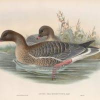 Image result for Anser brachyrhynchus