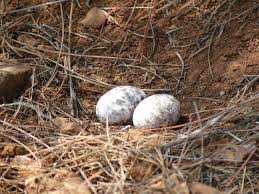 Attēlu rezultāti vaicājumam “Caprimulgus europaeus eggs”