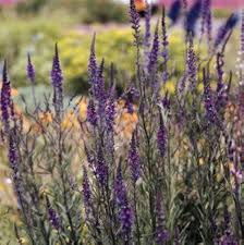 Image result for Linaria purpurea