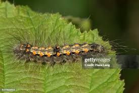 Attēlu rezultāti vaicājumam “Shargacucullia scrophulariae larva”