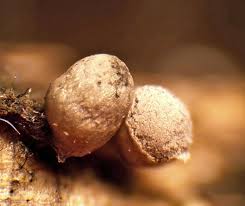 Attēlu rezultāti vaicājumam “Heterotrichia oerstedii (syn. Arcyria oerstedii) macro”