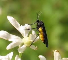 Attēlu rezultāti vaicājumam “Sciara analis”