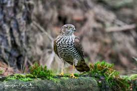 Attēlu rezultāti vaicājumam “Accipiter nisus male”