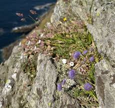 Attēlu rezultāti vaicājumam “Jasione montana leaf”