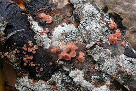 Attēlu rezultāti vaicājumam “Craterocolla cerasi”