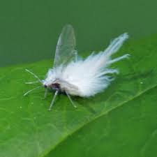 Attēlu rezultāti vaicājumam “Prociphilus xylostei”