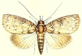 Attēlu rezultāti vaicājumam “Nycteola sp.”