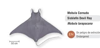 Image result for Mobula tarapacana