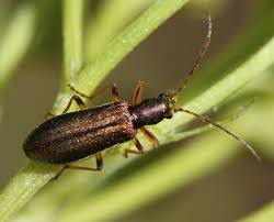 Attēlu rezultāti vaicājumam “Chrysanthia geniculata”
