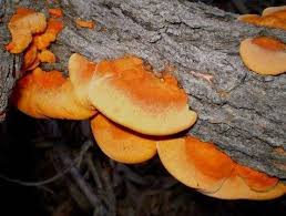 Attēlu rezultāti vaicājumam “Pycnoporus cinnabarinus”