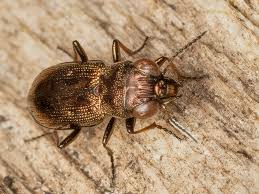 Attēlu rezultāti vaicājumam “Notiophilus germinyi”