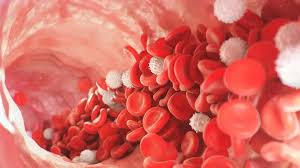 Image result for blood