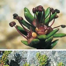 Attēlu rezultāti vaicājumam “Empetrum nigrum flower”