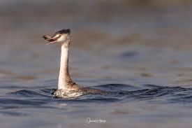 Attēlu rezultāti vaicājumam “Podiceps cristatus adult”