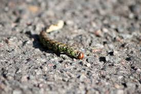 Attēlu rezultāti vaicājumam “Sphinx pinastri larva”