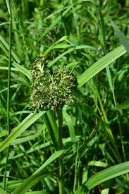 Attēlu rezultāti vaicājumam “Scirpus sylvaticus leaf”